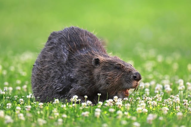 Beaver eating grass