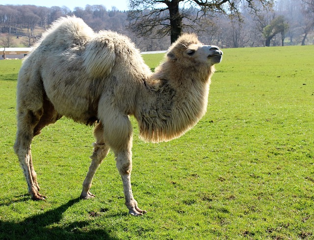 Camel eating grass