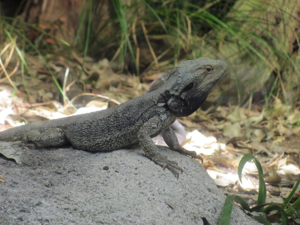 Can bearded dragons eat grass?