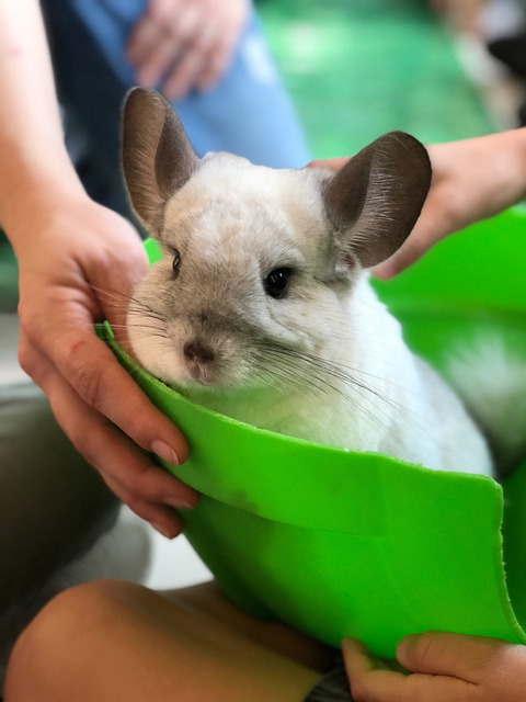 Can chinchillas eat grass?