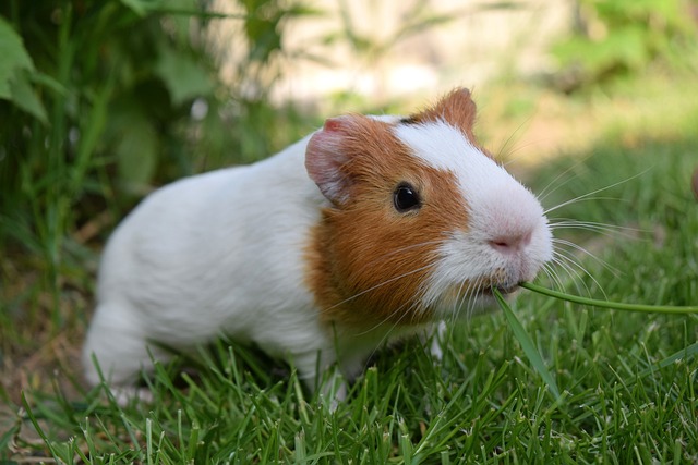 Can guinea pigs eat grass?