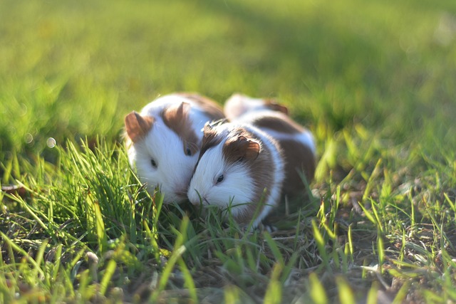 Can hamsters eat grass?