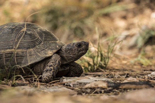 Can tortoises eat grass?