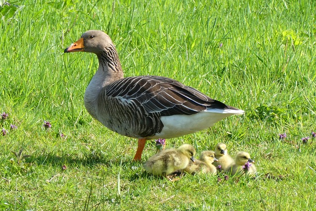 Do geese eat grass?