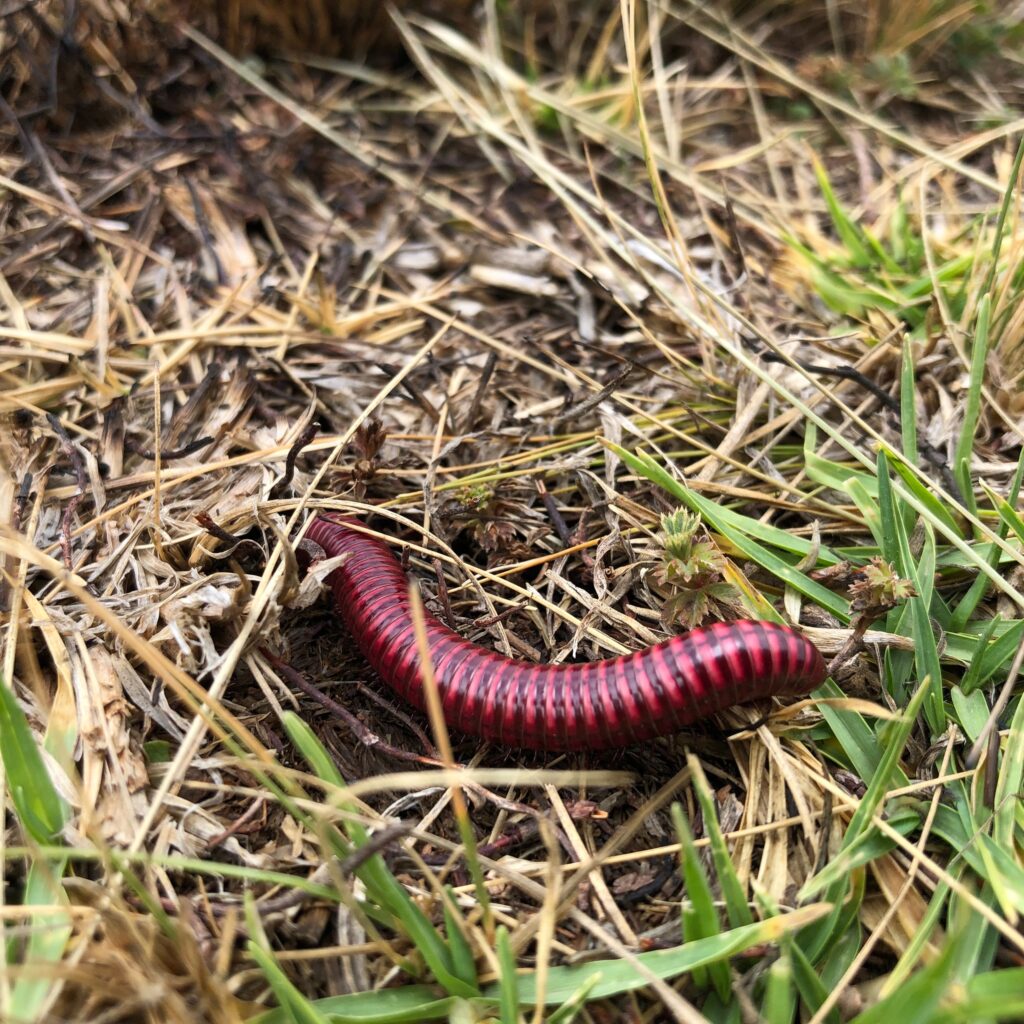 Do worms eat grass?