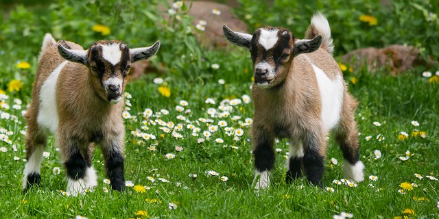 Goat eating grass