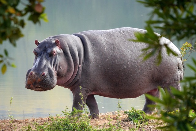 Hippo near grass