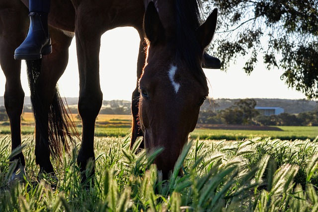 Horse eating grass