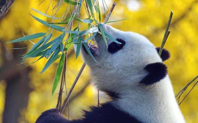 Panda eating bamboo grass