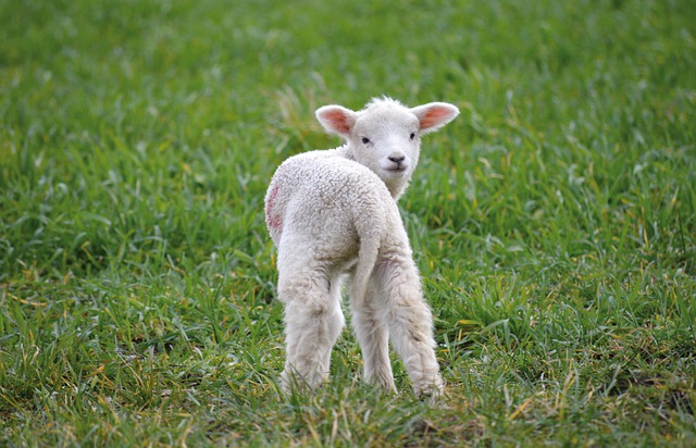 Sheep on lawn