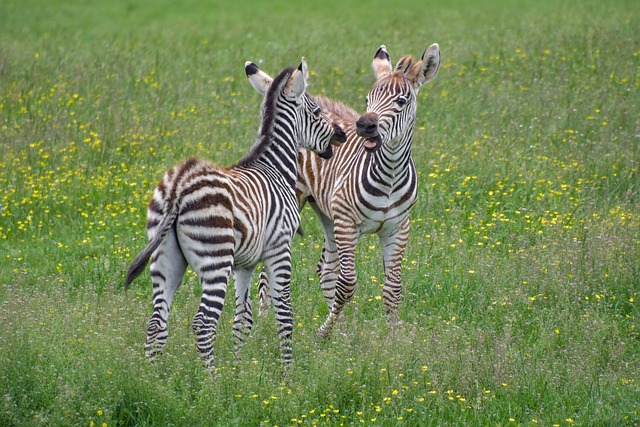 Zebra eating grass