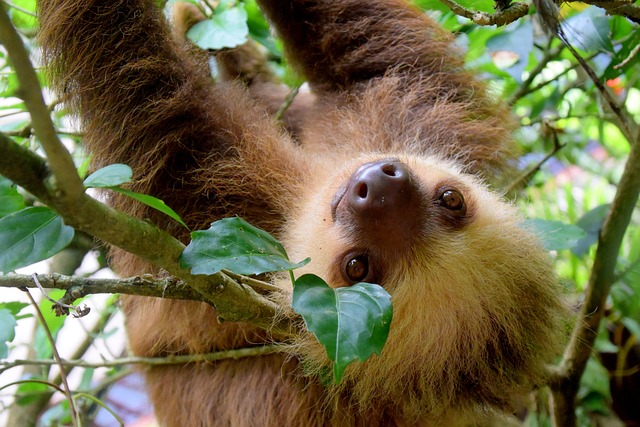 sloth eating grass