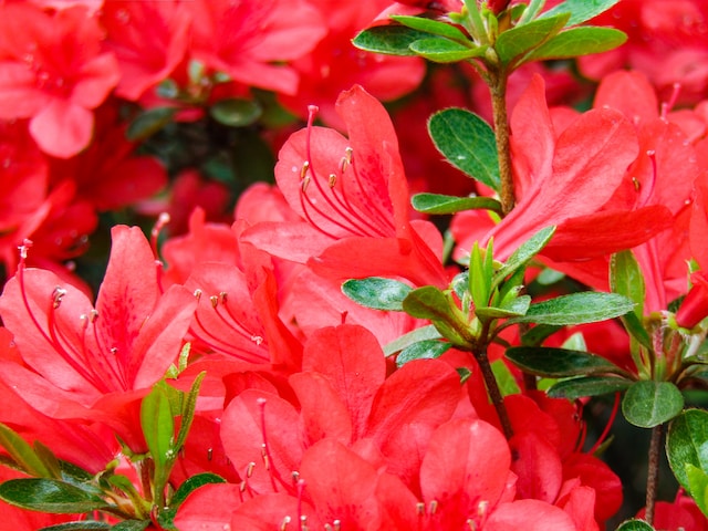 Azaleas