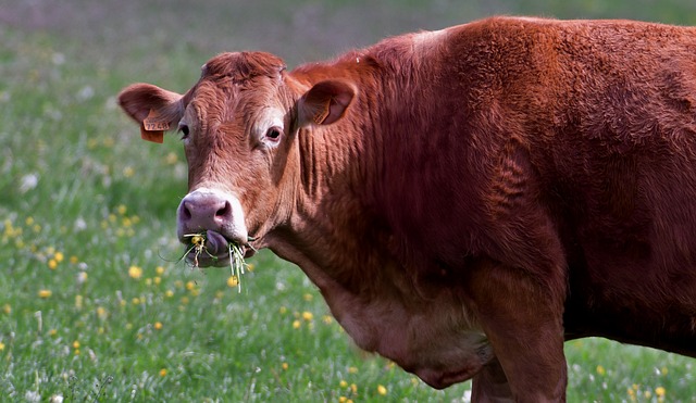 Cow eating grass 