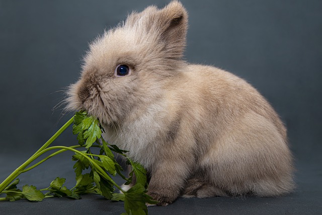 Do Rabbits Eat Grass?