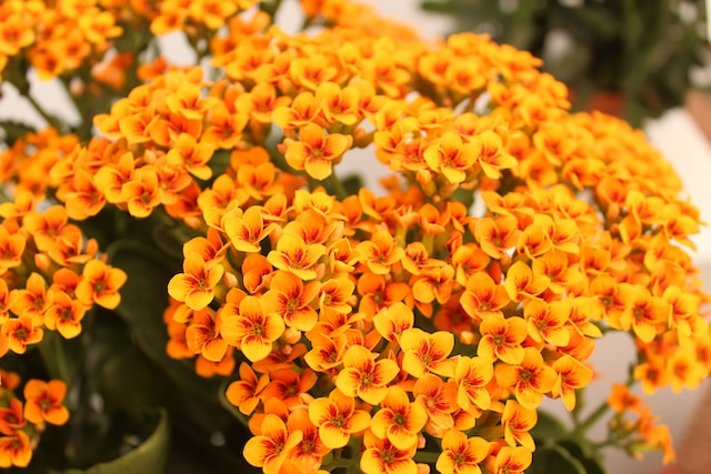 Kalanchoes