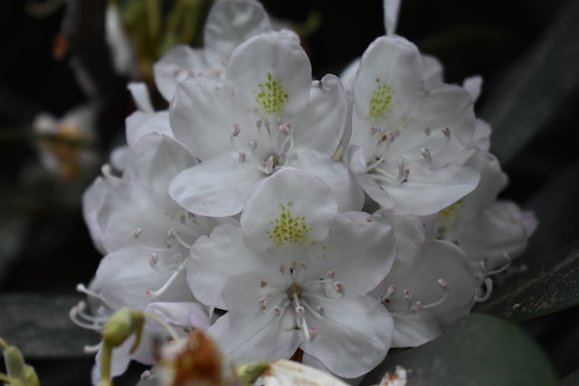 Rhododendrons