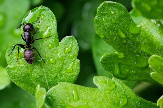 Ant on leaf