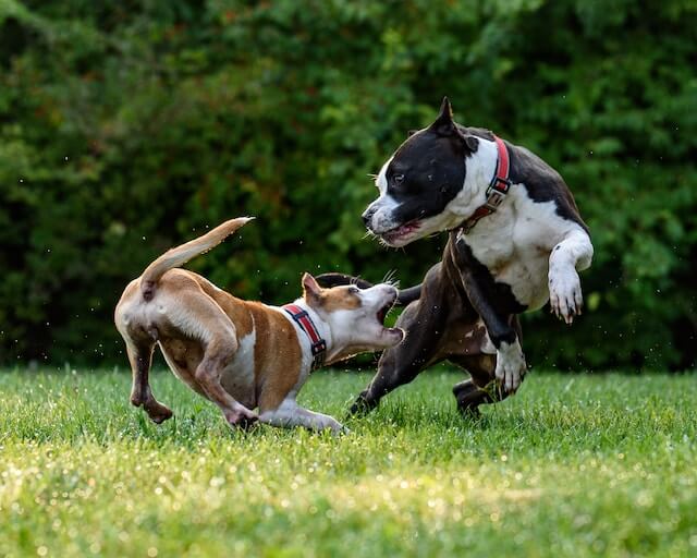 Are beagles aggressive?