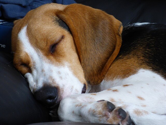 Are beagle lazy?