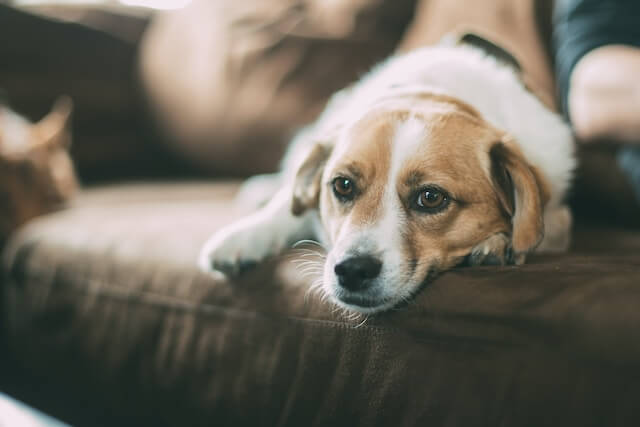 Are beagles hypoallergenic?
