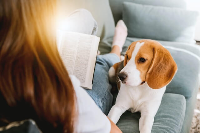 Are beagles smart dogs?