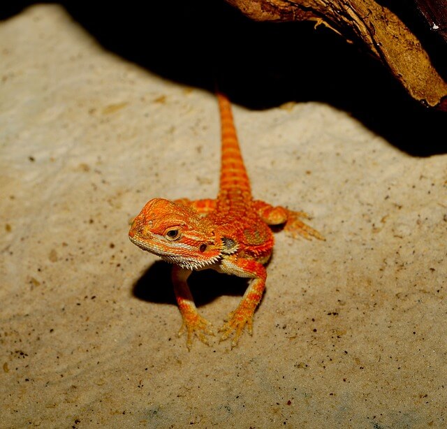 Baby bearded dragon