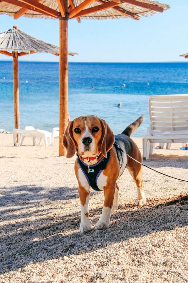 Beagle at the beach