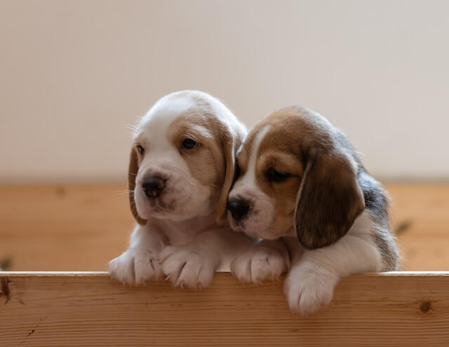 Beagle puppies