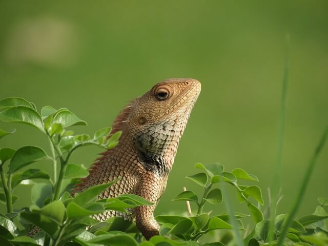 Bearded dragon enjoying the outdoors