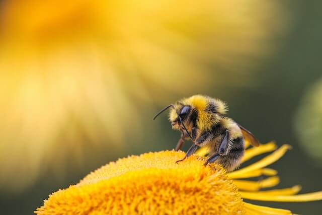 Bee on flower