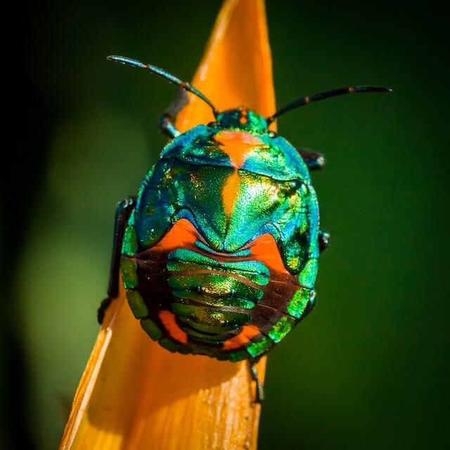 Beetle on leaf