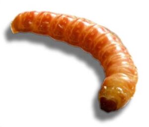 butterworm