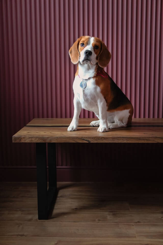 Can Beagles Be Left Alone?