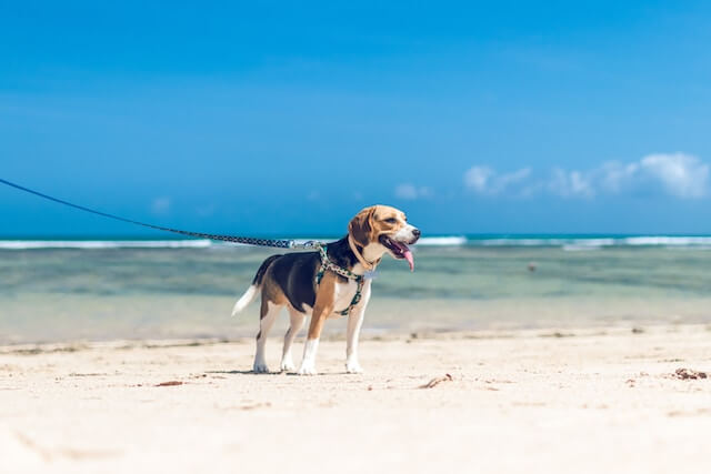 Can beagles swim?