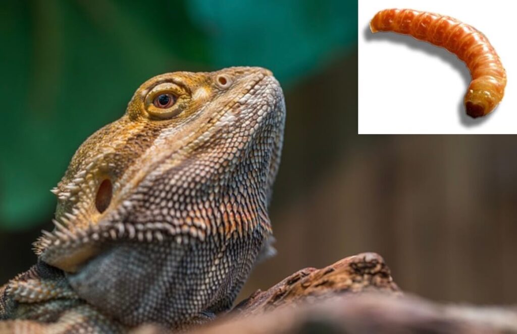 Can bearded dragons eat butterworms