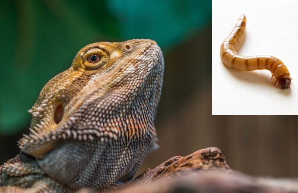 Can bearded dragons eat mealworms