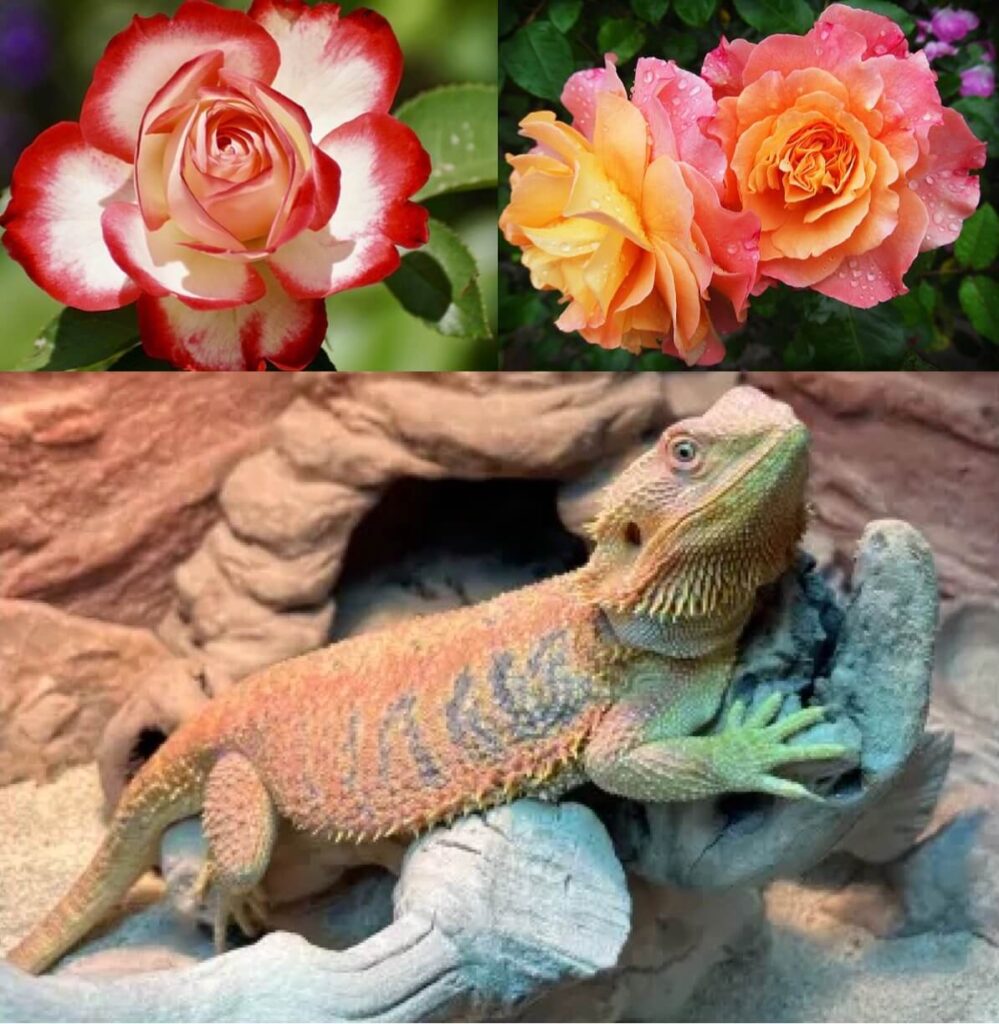 Can bearded dragons eat rose petals?