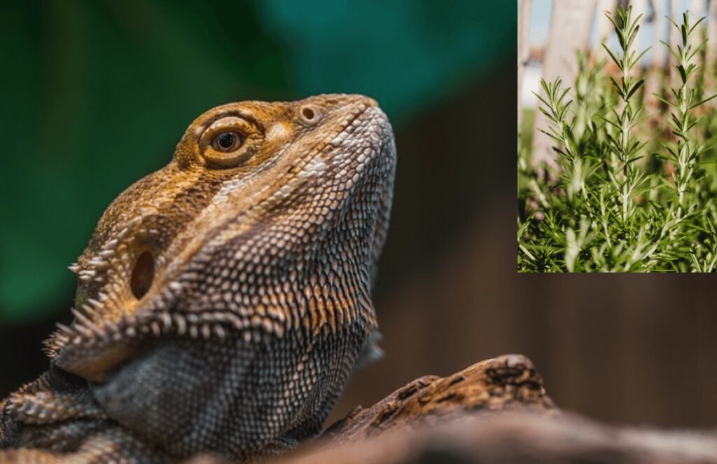 Can bearded dragons eat rosemary