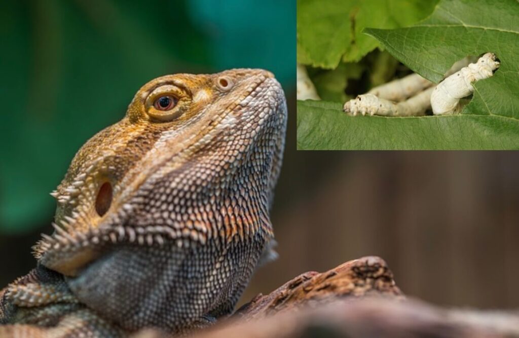 Can bearded dragons eat silkworms