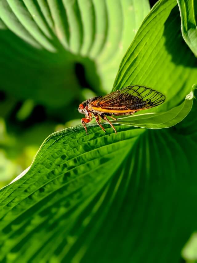 Cicada on leaf