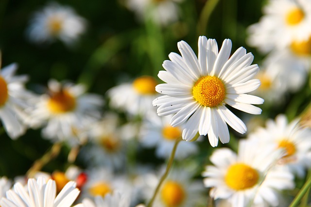 Pictures of daisies