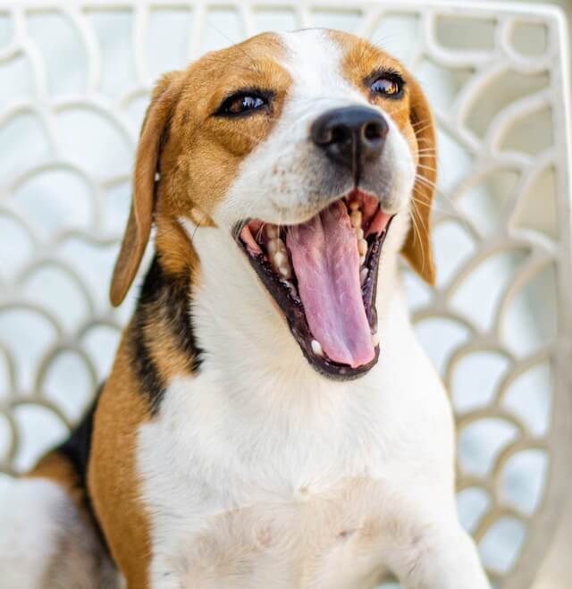 Do beagles howl?