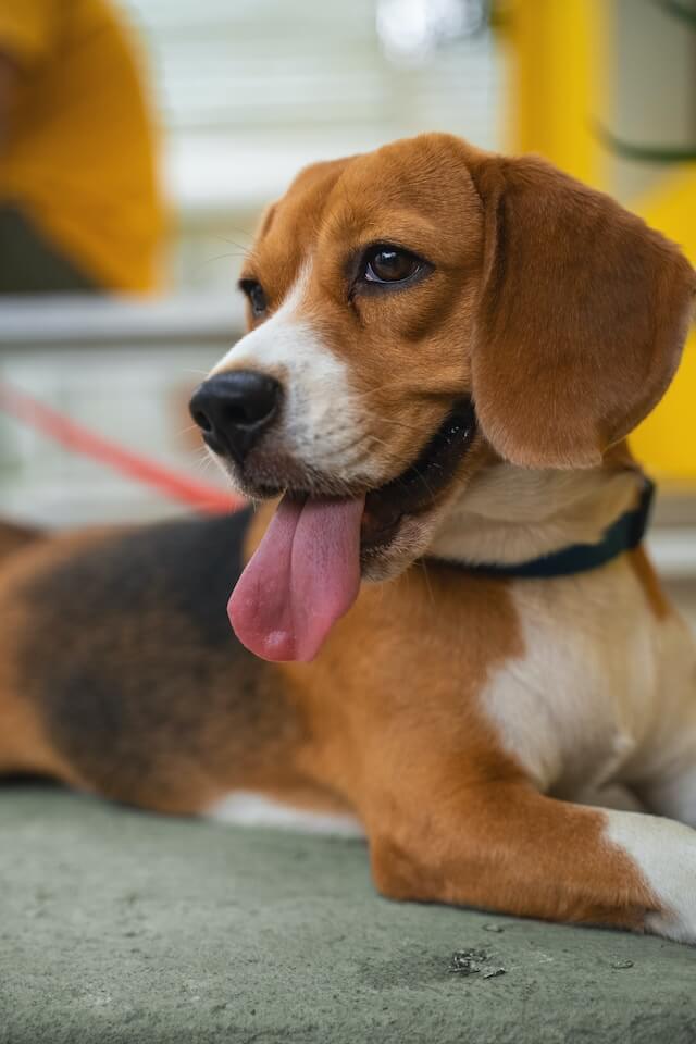 Do beagles smell?