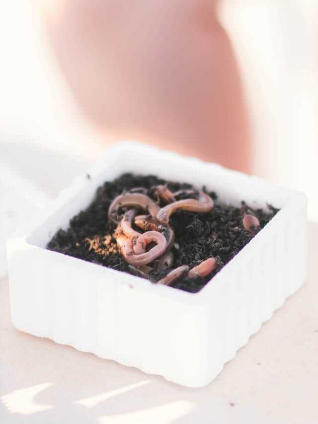Earthworms in a container