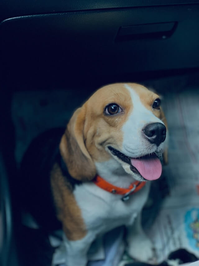 Picture of a happy beagle