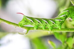 Hornworm