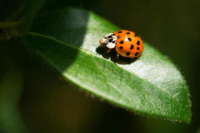 Ladybug on leaf