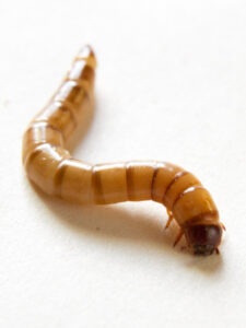 Mealworm