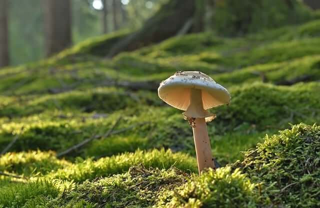 Mushroom